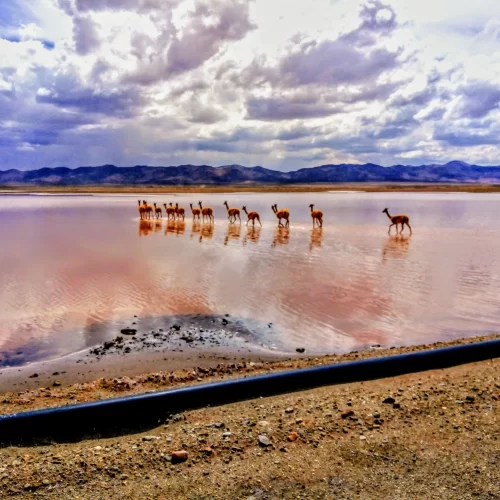 servicios geofisicos (49)